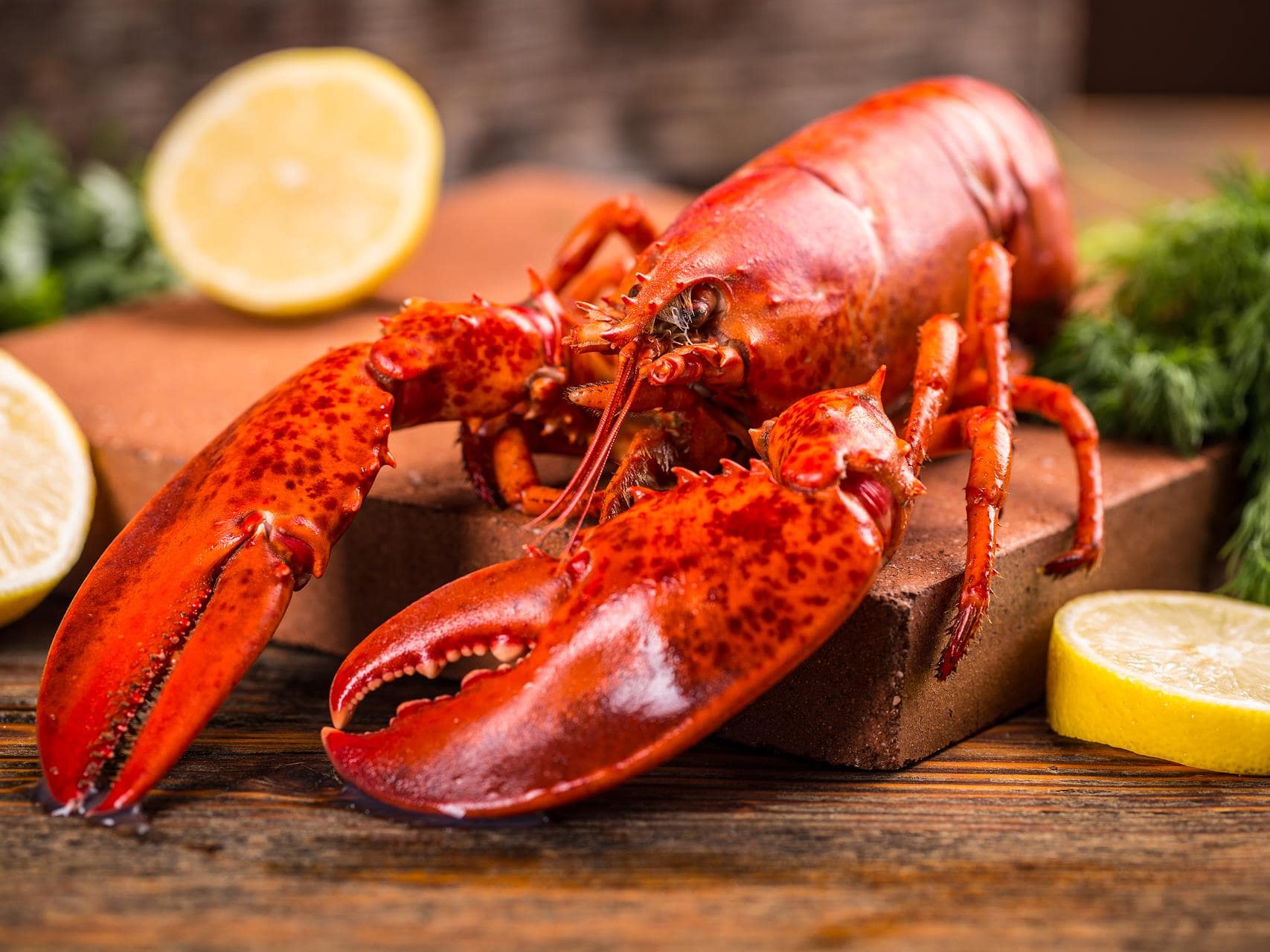 homard-recettes-mordu (1)-min